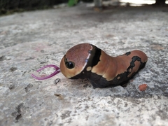 Papilio garamas garamas