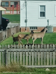 Odocoileus virginianus
