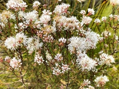 Agathosma capensis