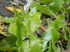 Pittosporum eugenioides
