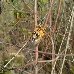 Megatibicen dealbatus