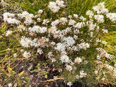 Agathosma capensis