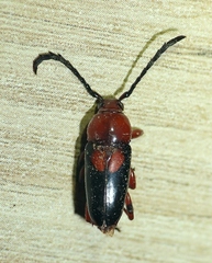 Lissonotus