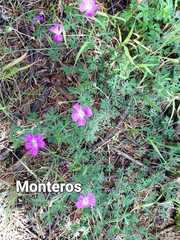 Geranium potentillifolium