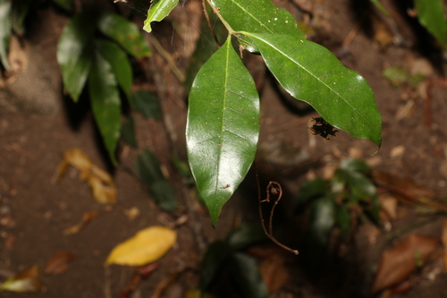 Olea paniculata observed 2022-10-05