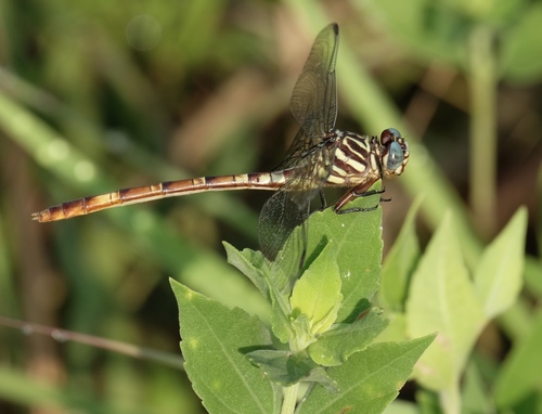 Broad-striped Forceptail photo 5