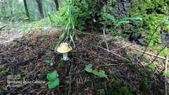 Amanita junquillea