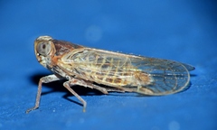 Melanoliarus