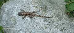 Sceloporus anahuacus
