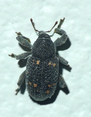 Hylobiina