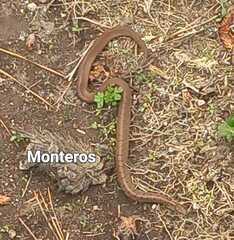 Storeria storerioides