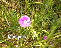 Geranium potentillifolium