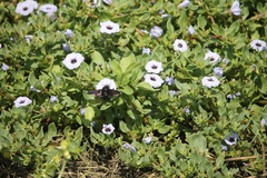 Nolana humifusa