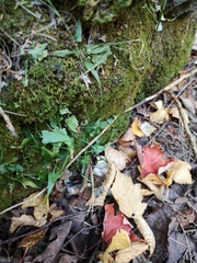 Asplenium rhizophyllum