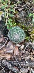 Mammillaria barbata