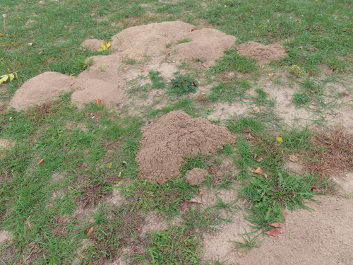 Plains Pocket Gopher