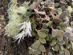 Dendrobium linguiforme