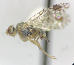 Euarestoides acutangulus