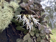 Dendrobium linguiforme