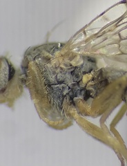 Euarestoides acutangulus