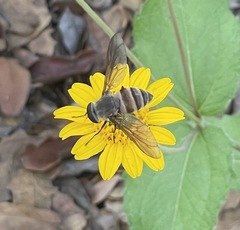 Tabanomorpha