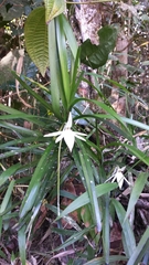 Jumellea arborescens