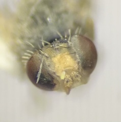 Euarestoides acutangulus