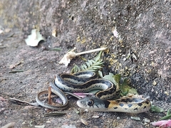 Thamnophis cyrtopsis
