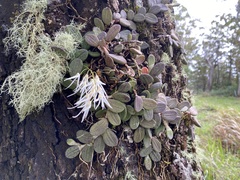 Dendrobium linguiforme