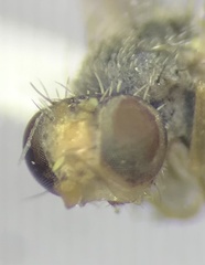 Euarestoides acutangulus