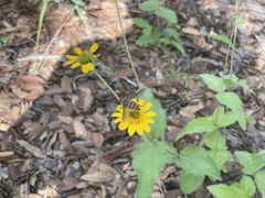 Tabanomorpha