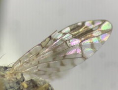 Euarestoides acutangulus