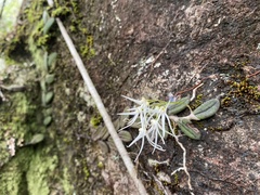 Dendrobium linguiforme