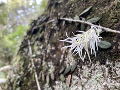 Dendrobium linguiforme