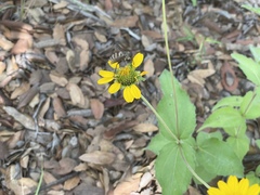Tabanomorpha