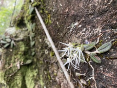 Dendrobium linguiforme