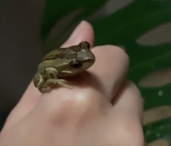 Litoria