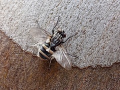 Entomophthora