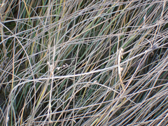Juncus breweri
