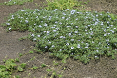 Nolana humifusa