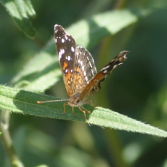 Anthanassa texana texana