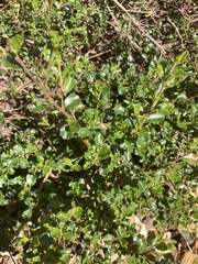 Pomaderris obcordata