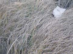Juncus breweri
