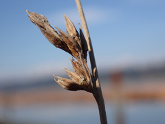 Juncus breweri