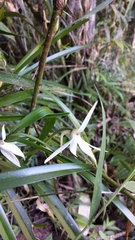 Jumellea arborescens