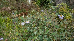 Olearia tomentosa