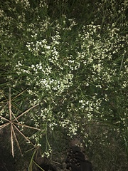Parthenium