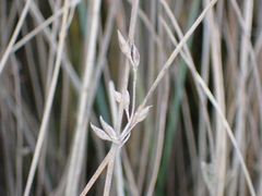 Juncus breweri