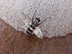 Entomophthora