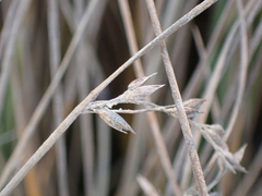 Juncus breweri